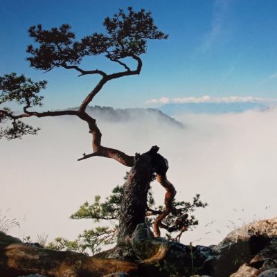 Powyginana sosna na krawędzi urwiska. W tle mgły przykrywające wzgórza